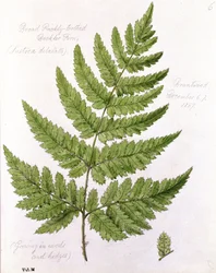 Breitdorniger Schildfarn, gemalt in Brantwood, 67. Dezember 1857